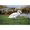 swan