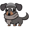 Dachshund grey