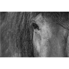 Horse's eye