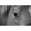 Horse's eye