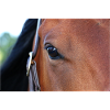 Horse's eye