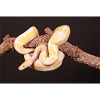 Albinophyton