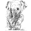 Éléphant