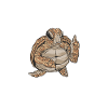Angry Turtle