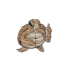 Angry Turtle