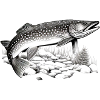 Pike