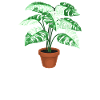 Life is better with Monstera