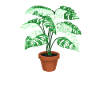 Monstera Queen