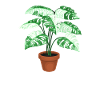 Monstera Modern Minimalist