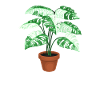 Monstera My Jungle Queen