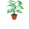 Life is better with my Monstera