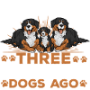 Bernese Mountain Dog