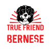 Bernese Mountain Dog