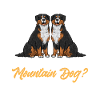 Berner Sennenhund