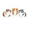 Lover Rodent Guinea Owner