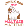 Chien maltais 1