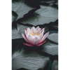 Nénuphar