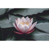 Nénuphar