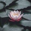 Nénuphar