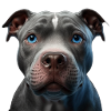Blue Line Pibull