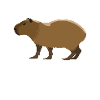 Copybara - Capybara Word Copy Style