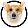 Corgi