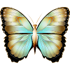hand-drawn gold shimmering butterfly