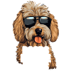 Goldendoodle Doods Before Dudes