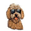 Goldendoodle Real Cool Dood