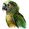 Papagei
