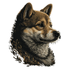 Shiba Inu Dog