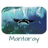 Manta Mantaray Mantarochen