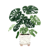 Monstera in a pot