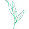 Flowers, plant, leaf