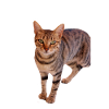 Cat Kitten