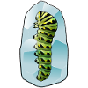 Caterpillar