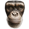 Funny Monkey T-Shirt