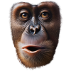 Funny Monkey T-Shirt