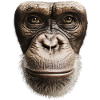 Funny Monkey T-Shirt
