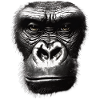 Funny Monkey T-Shirt