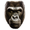 Funny Monkey T-Shirt