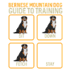 Bernese Mountain Dog
