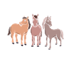 Reiten Pferdesport Pony
