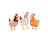 Chicken Whisperer Chicken Lover