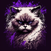 Arrogant Ragdoll Cat