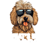 Goldendoodle Whats Up Dood