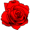 Red Rose