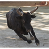 TAUREAU CAMARGUE
