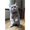 Drôle de chat mignon