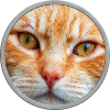 Katzengesicht, rote Katze